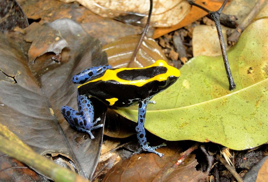 Mercury poses a threat to poison frog offspring in the Amazon