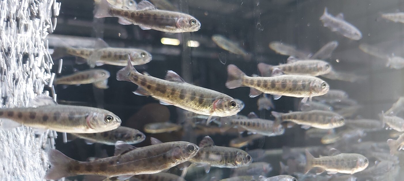 Fische im Aquarium