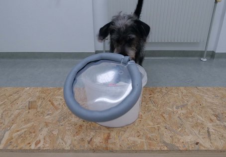 Hund öffnet mit der Schnauze einen Behälter