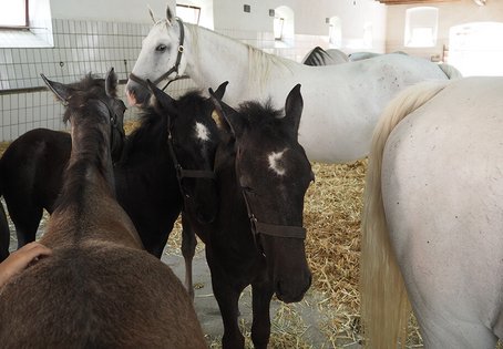 Lipizzanergestüt Piber