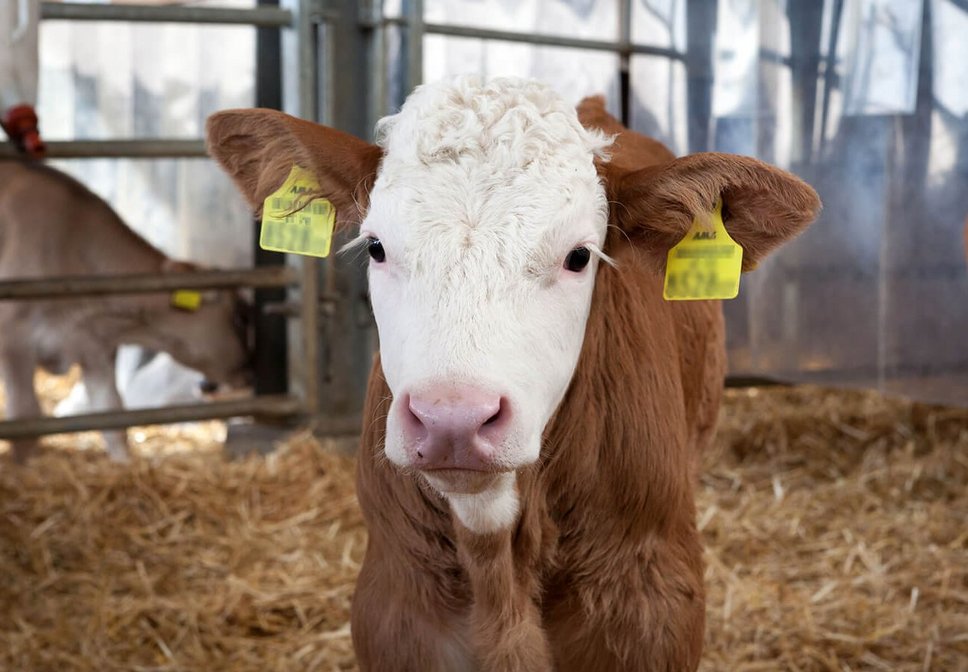 Kopf eines Kalbes am Hof Rehgras, Foto: citronenrot/Vetmeduni