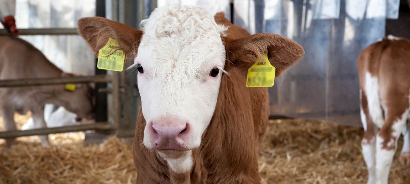 Kopf eines Kalbes am Hof Rehgras, Foto: citronenrot/Vetmeduni