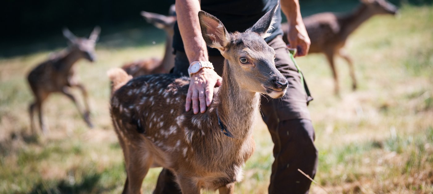 Ein Tierpfleger hält seine Hand über den Rumpf einen stehenden Hirschkalbs im freien Gehege