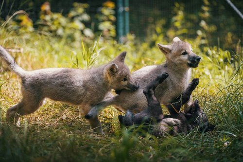 Aiyana, Kaya, Meeko