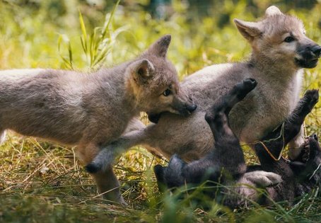 Wolfswelpen Meeko, Kayana und Aiyana