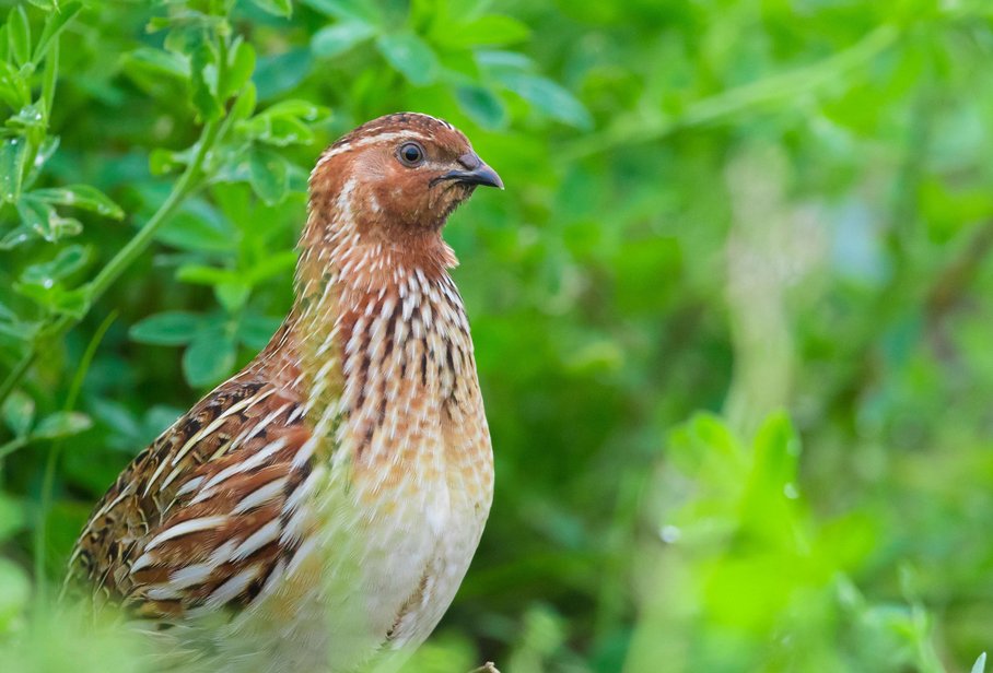 Wie Vögel Energie verbrauchen