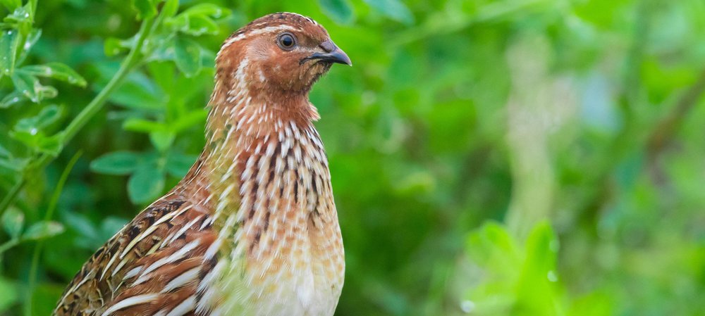 Wachtel, Foto: shutterstock