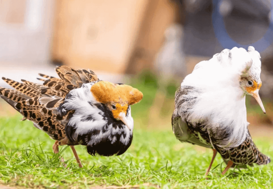 Zwei Kampfläufer auf einer Wiese