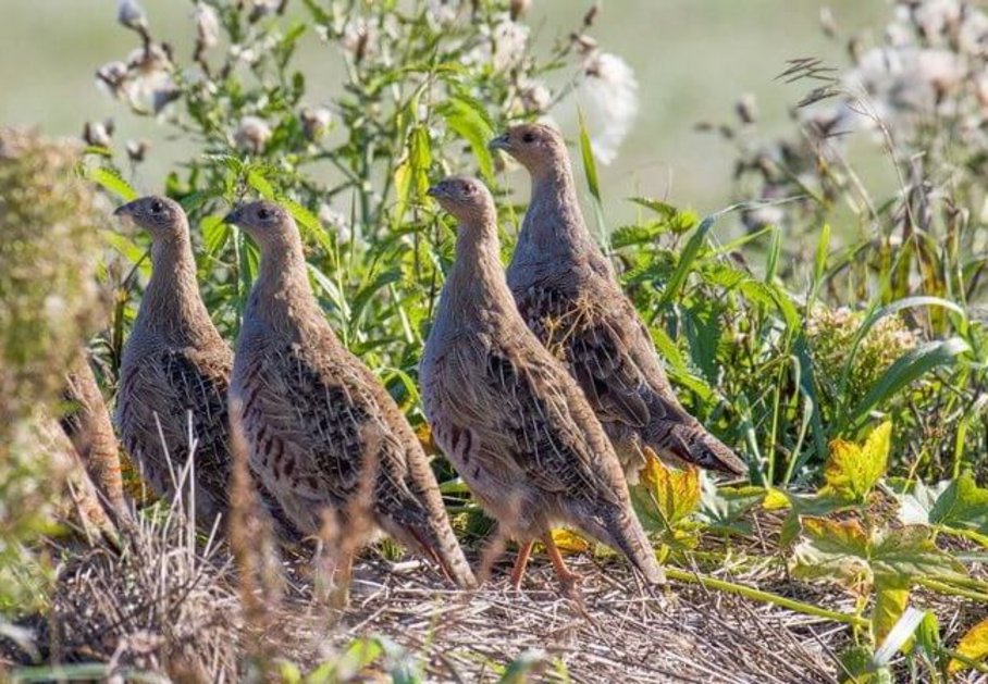 Rebhühner auf einem Feld, Perdix perdix