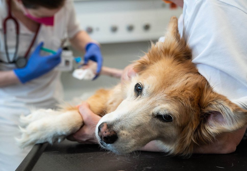 Hund auf Untersuchungstisch, Foto: Bernkopf