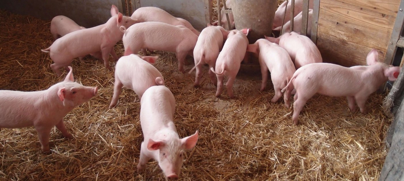 Ferkel auf Stroh im Stall, Foto: Johannes Baumgartner