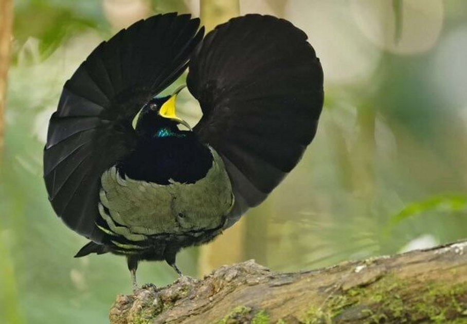 Paradiesvogel breitet Flügel zum Rad aus