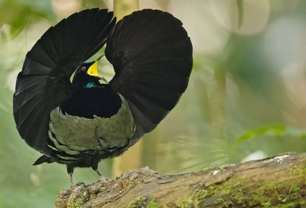 Paradiesvogel imponiert mit einem Rad