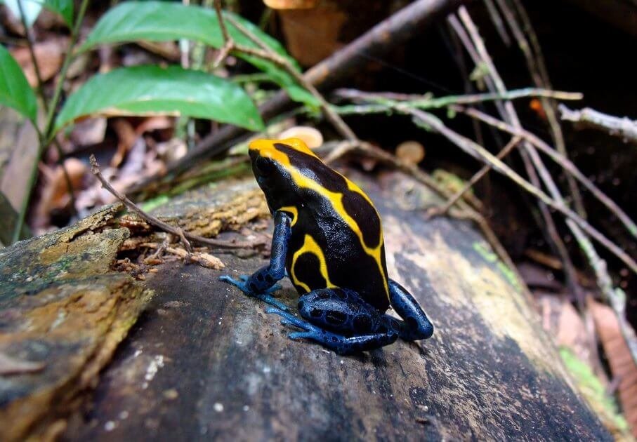 Ein Griftfrosch auf einem Stein