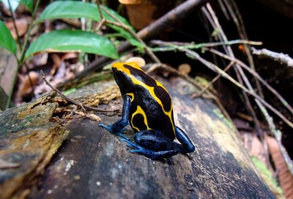 Ein Giftfrosch auf einem Stein