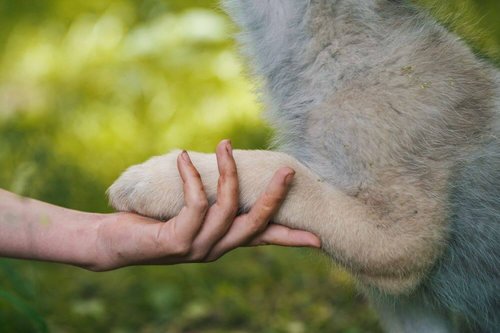 Menschenhand und Wolfspfote