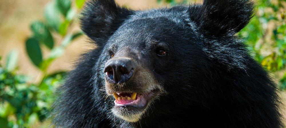 Asiatic black bear, Photo: shutterstock