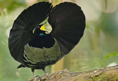 Reifelvogel schlägt ein Rad