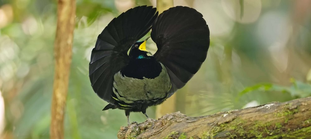 Riflebird, Photo: shutterstock