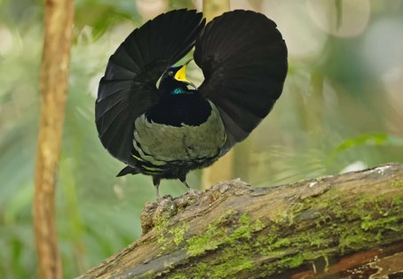 Riflebird showing a spread wings posture