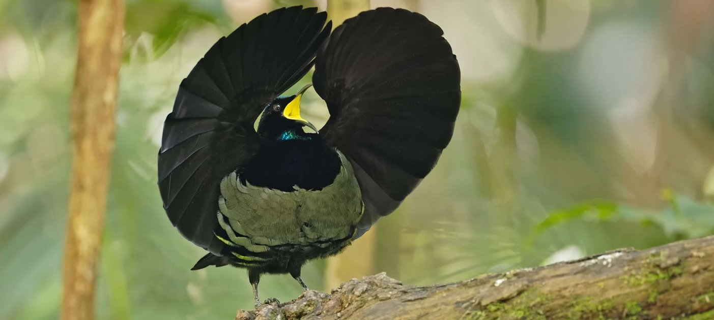 Reifelvogel schlägt ein Rad