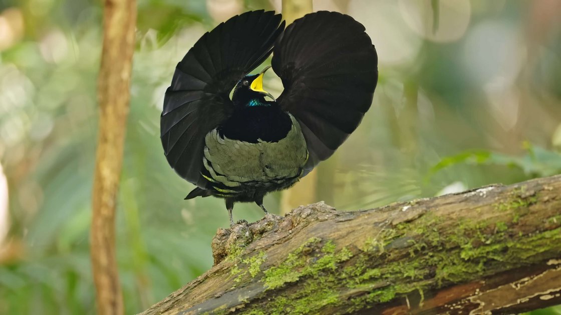 Riflebird showing a spread wings posture