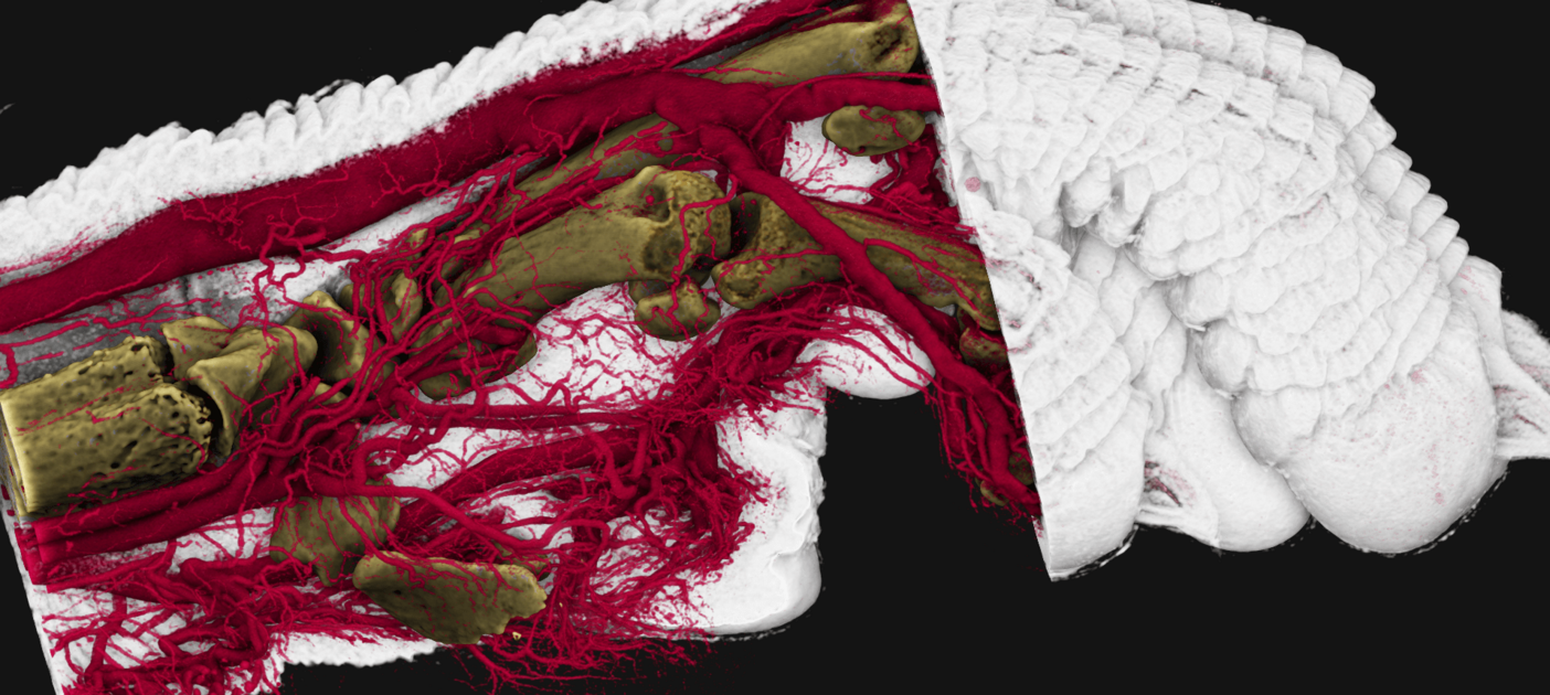 Röntgen-Computertomographie (microCT): Pfote einer Maus mit Knochen (ocker), Blutgefäßen (rot), und Weichgewebe (weiß). 