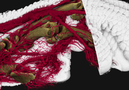 Röntgen-Computertomographie (microCT): Pfote einer Maus mit Knochen (ocker), Blutgefäßen (rot), und Weichgewebe (weiß). Grafik: Imaging Core Facility/Vetmeduni