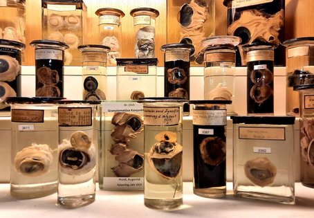 Die veterinärpathologische Sammlung an der Vetmeduni ist eine der größten ihrer Art weltweit. Foto: Vetmeduni