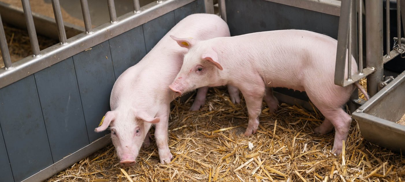 Schweine im Stall, Foto: Thomas Suchanek