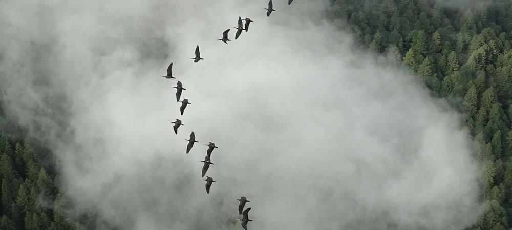 Vögel in der V-Formation. Foto: Waldrappteam Conservation and Research