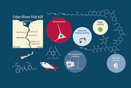 Die Wissenschaftler:innen nahmen an fünf Standorten entlang der Oder Wasserproben, extrahierten vergiftete Fische und analysierten die Wirkung der Mikroschadstoffe. Foto: Annika Jahnke / UFZ