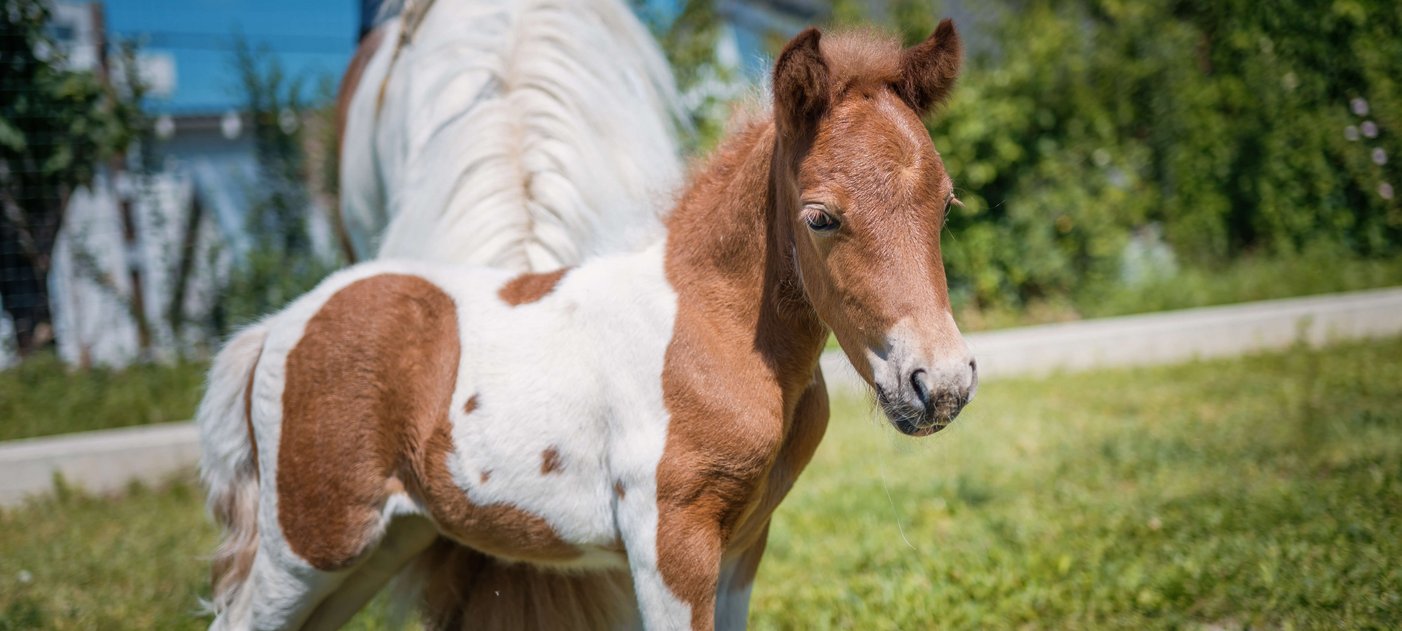 Ponyfohlen mit Mutter auf einer Wiese