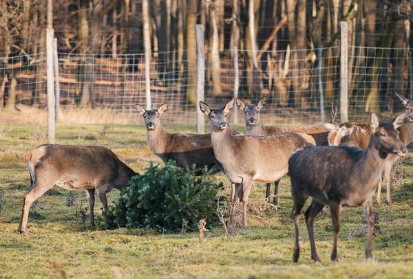 Hirschkühe neben einem liegenden Christbaum