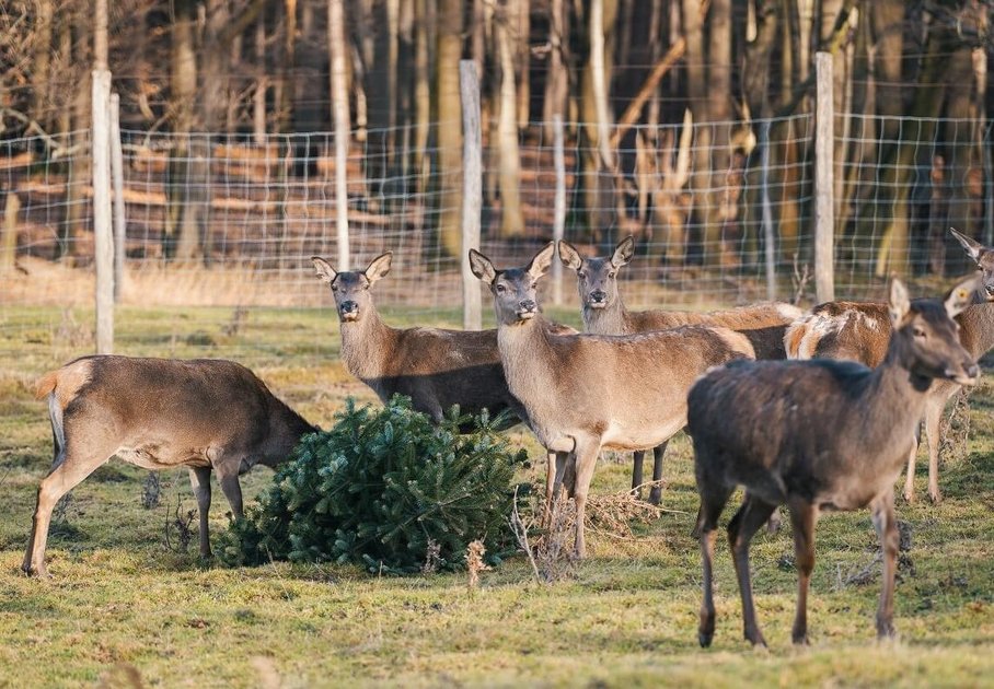 Hirschkühe neben liegendem Christbaum