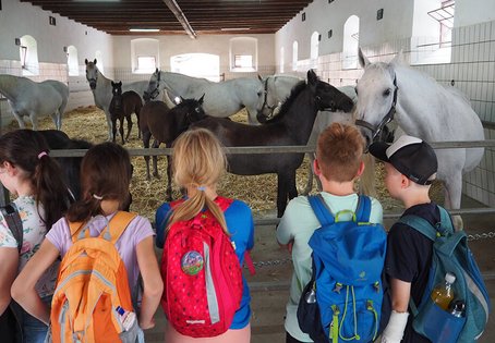 Kinder am Lipizzanergestüt Piber