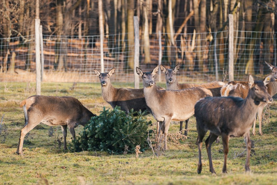 Übergabe der Bäume vom Weihnachtsmarkt Schloss Schönbrunn an das Forschungsinstitut für Wildtierkunde und Ökologie (FIWI) der Vetmeduni