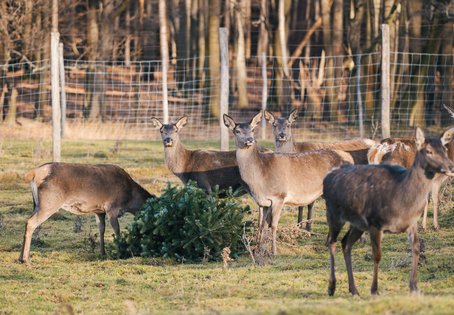 Übergabe der Bäume vom Weihnachtsmarkt Schloss Schönbrunn an das Forschungsinstitut für Wildtierkunde und Ökologie (FIWI) der Vetmeduni