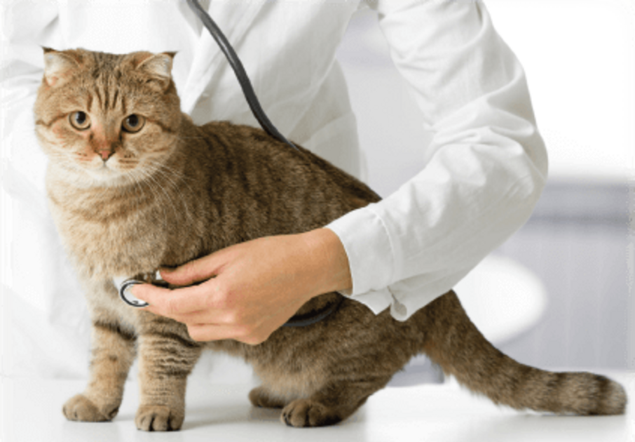 Katze wird mit Stethoskop abgehört