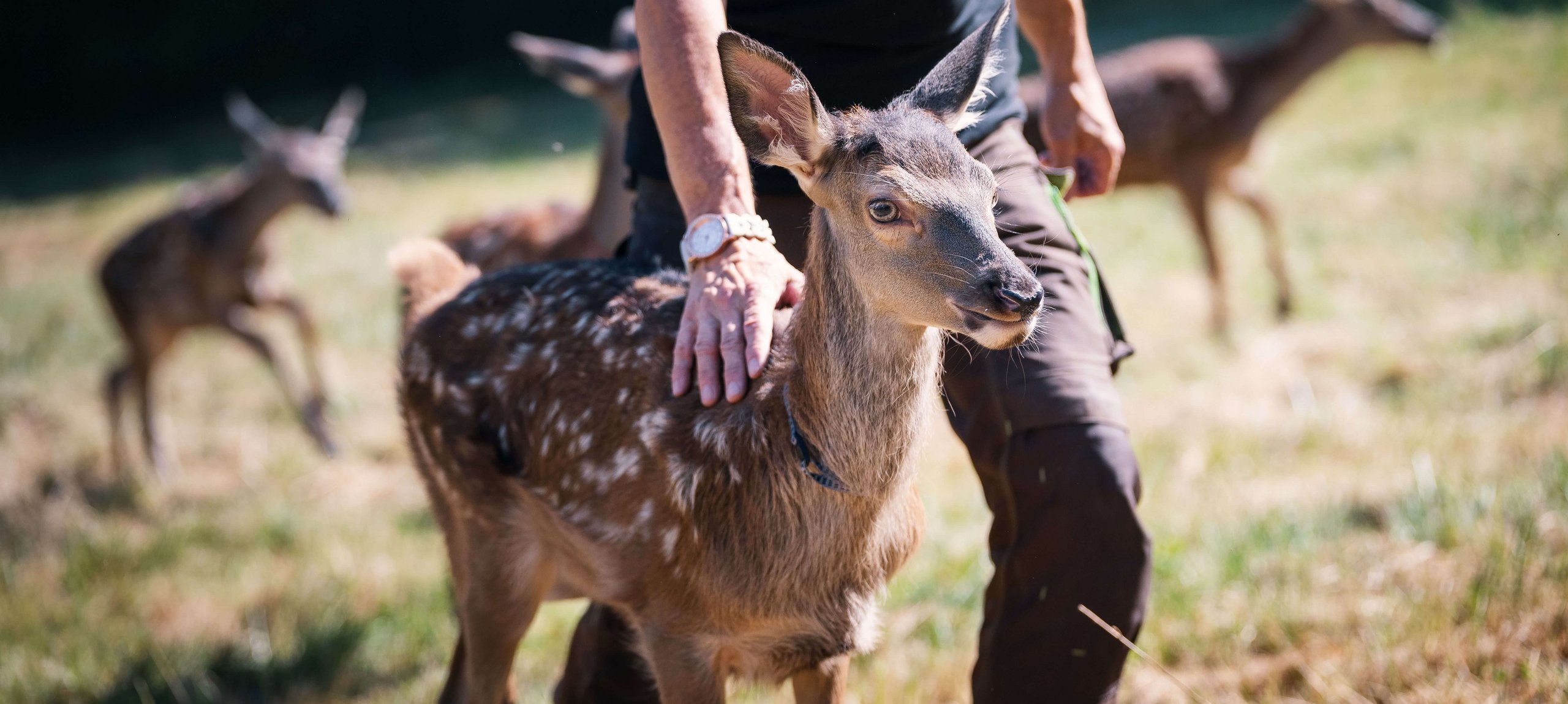 Hirschkalb mit Pfleger auf einer Wiese