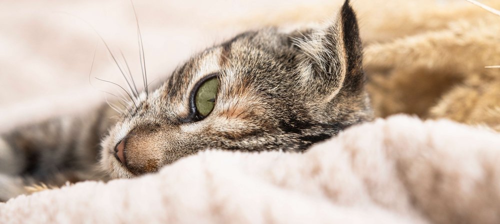 Großaufnahme liegende Katze