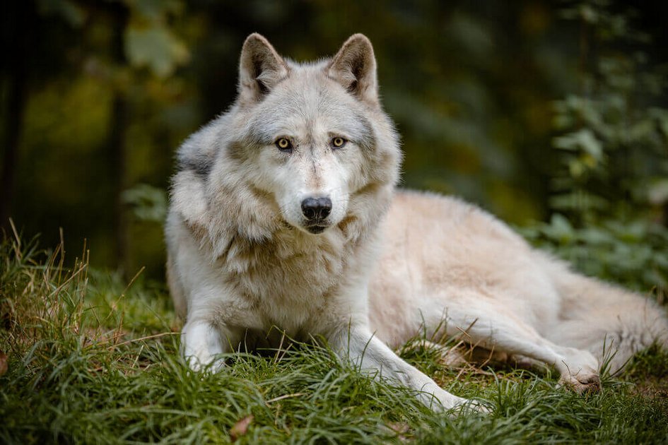 Wolf am Wolf Science Center, Ernstbrunn