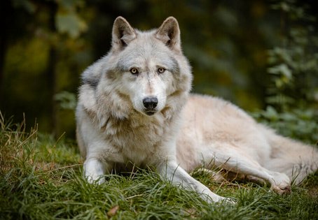 Wolf am Wolf Science Center, Ernstbrunn