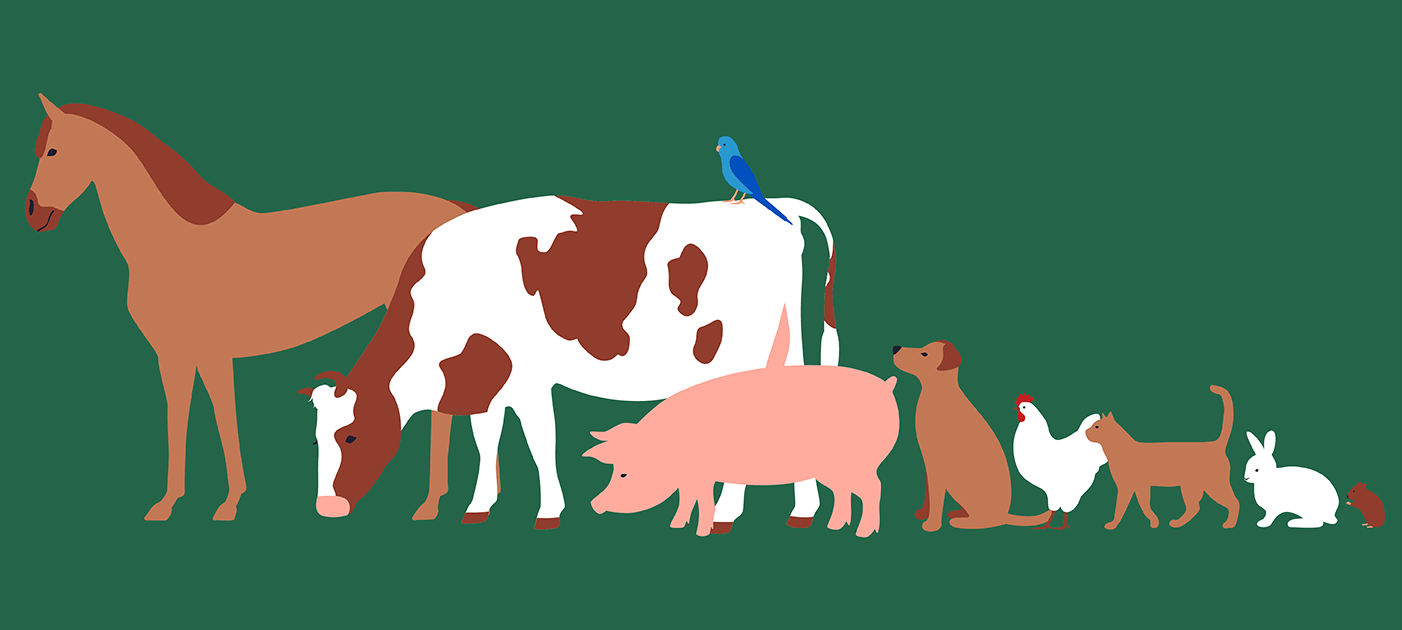 Illustration mehrere Tiere stehen in einer Reihe, Illustration von Matthias Moser