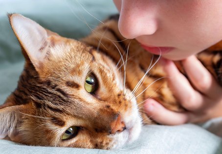 Erste Hilfe bei Katzen