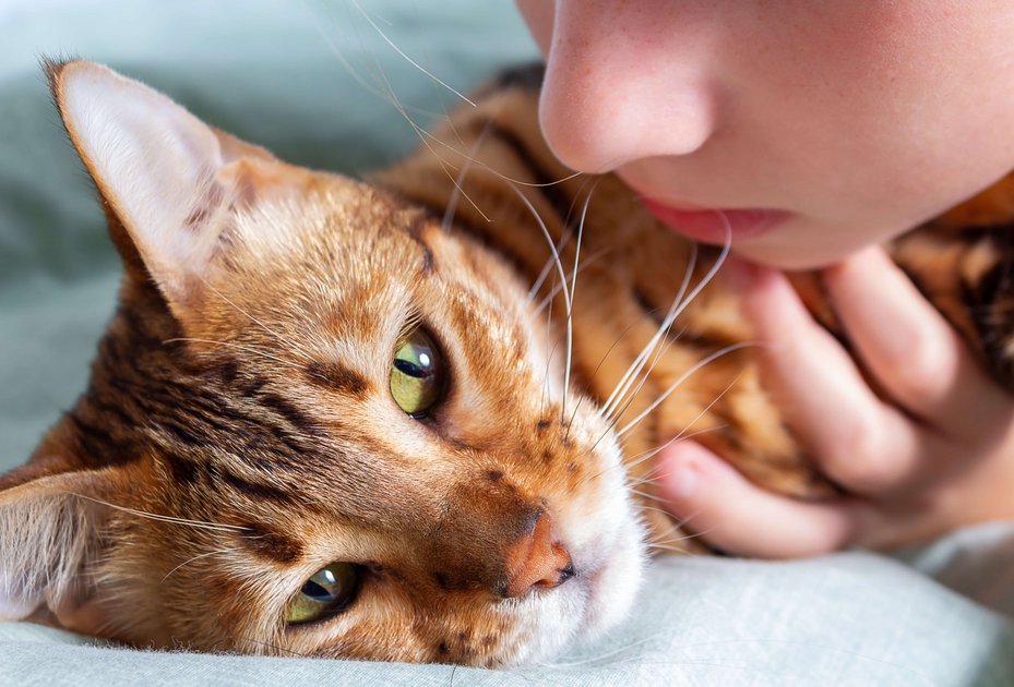 Erste Hilfe bei Katzen