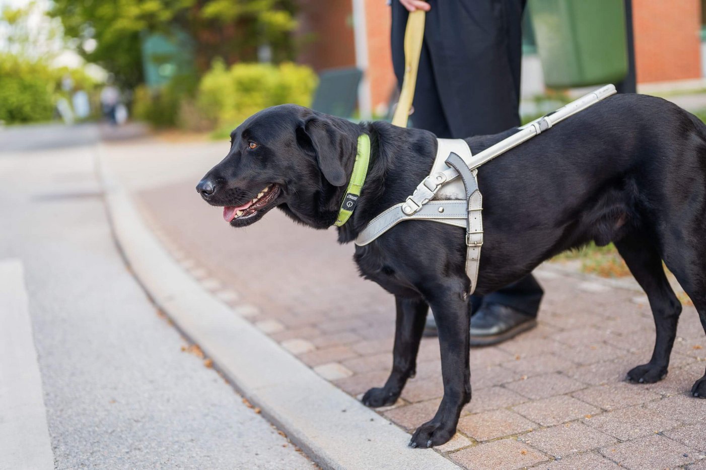 how long do guide dogs work for