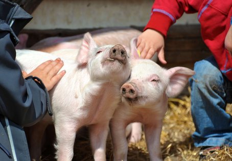 Junge Schweine im Stall, Konsens über positiven Tierschutz