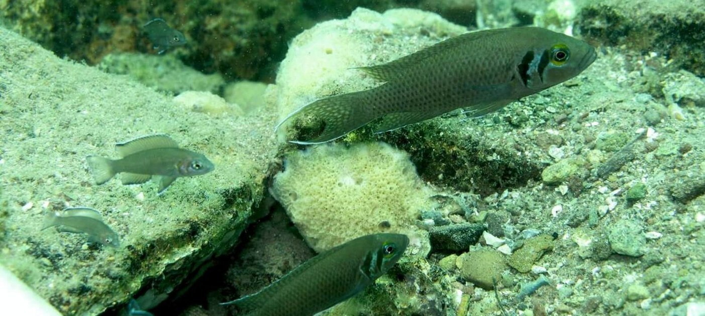 A group of N. pulcher in the Tanganjika Sea. 