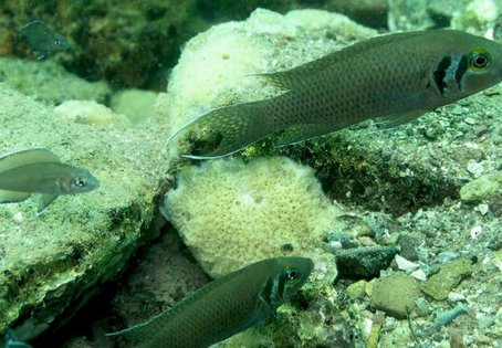 A group of N. pulcher in the Tanganjika Sea. 